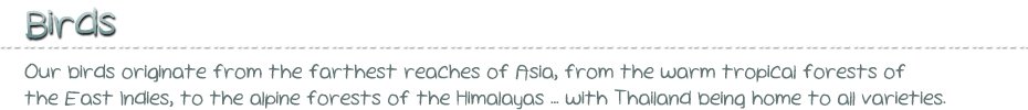 Our birds originate from the farthest reaches of Asia, from the warm tropical forests of the East Indies, to the alpine forests of the Himalayas ... with Thailand being home to all varieties.